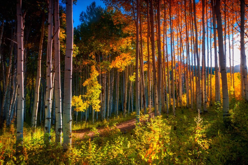 A Colorado aspen grove in fall color, with a trail winding through the trees